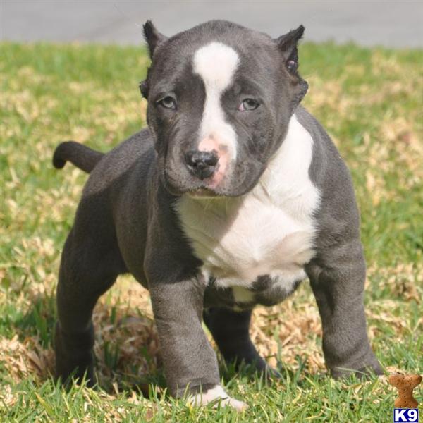 Puppies in CA